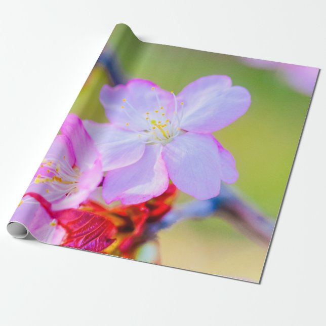 Stängningsvy över Blommarna för Rosa av Sakura Che Presentpapper (Utrullad)