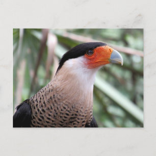 Stängt Caracara-vykort Vykort