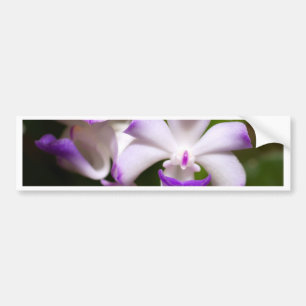 stängt upp av Orchidblomma Bildekal