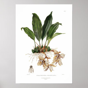 Stanhopea martiana vid Augusta Innes Withers. Poster