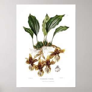 Stanhopea tigrina vid Augusta Innes Withers. Poster
