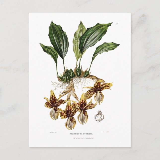 Stanhopea tigrina vykort (Framsida)