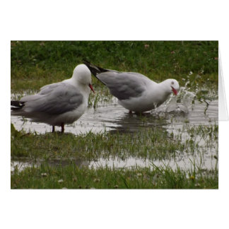 Stänk mig inte! hälsningskort