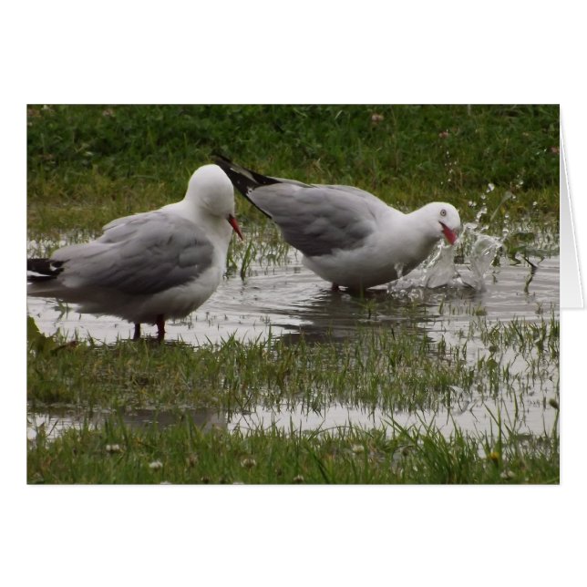 Stänk mig inte! hälsningskort (Framsidan Horizontal)