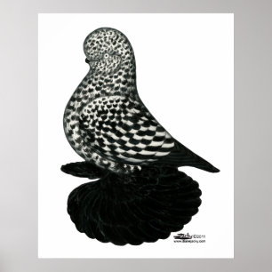 Stänk muffed Tumbler Pigeon 2 Poster