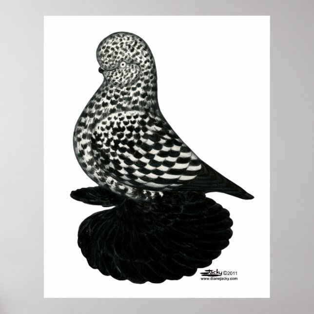 Stänk muffed Tumbler Pigeon 2 Poster (Framsidan)