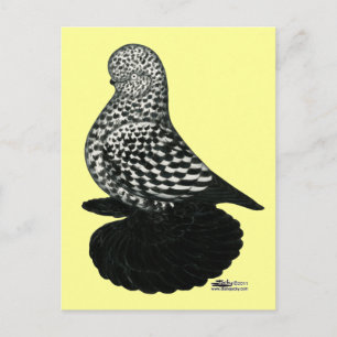Stänk muffed Tumbler Pigeon 2 Vykort