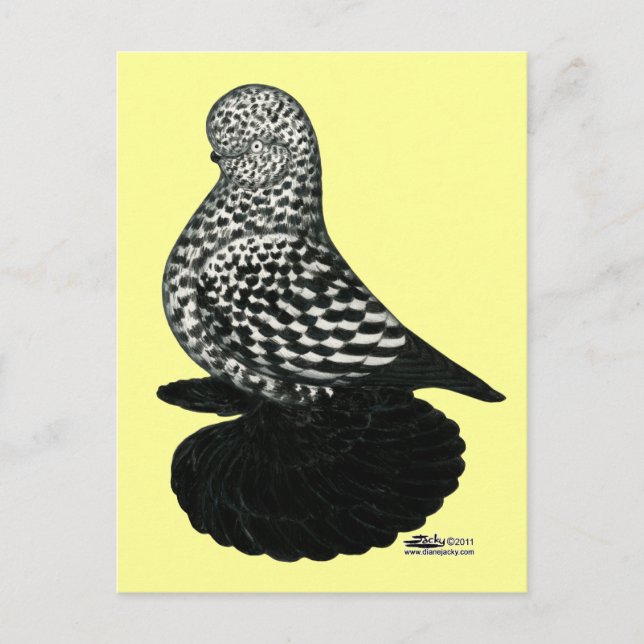 Stänk muffed Tumbler Pigeon 2 Vykort (Framsida)