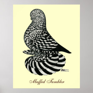 Stänk muffed Tumbler Pigeon Poster