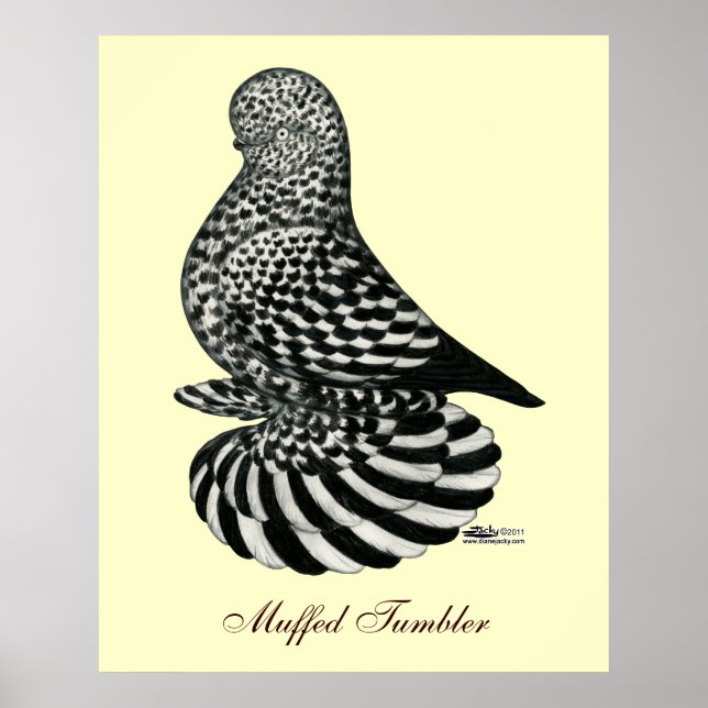 Stänk muffed Tumbler Pigeon Poster (Framsidan)