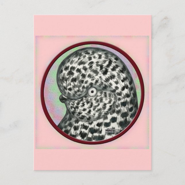 Stänk Tumbler Pigeon Circle Vykort (Framsida)