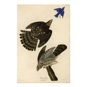 Stanley (Cooper's) Hawk Audubon's Birds of America Fototryck