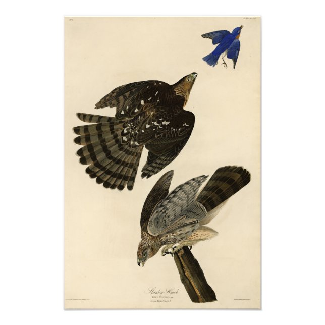 Stanley (Cooper's) Hawk Audubon's Birds of America Fototryck (Framsidan)