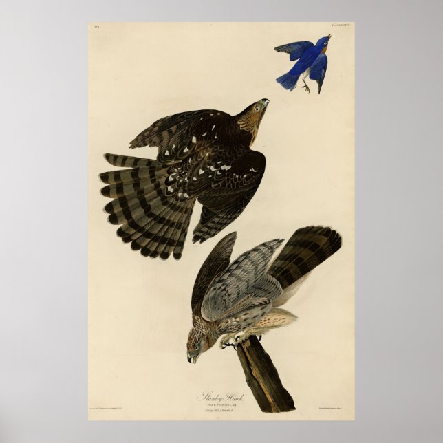 Stanley (Cooper's) Hawk Audubon's Birds of America Poster (Framsidan)