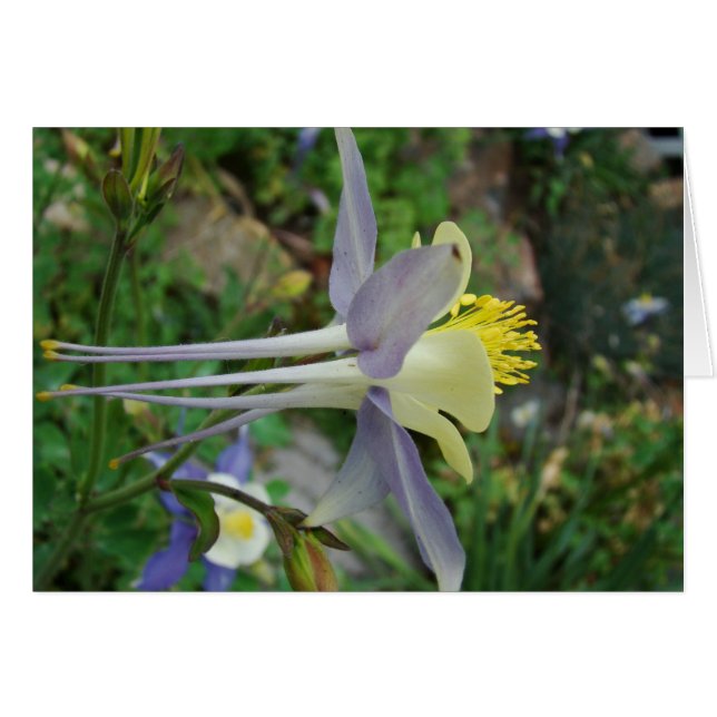 stanza di vedere hälsningskort (Framsidan Horizontal)