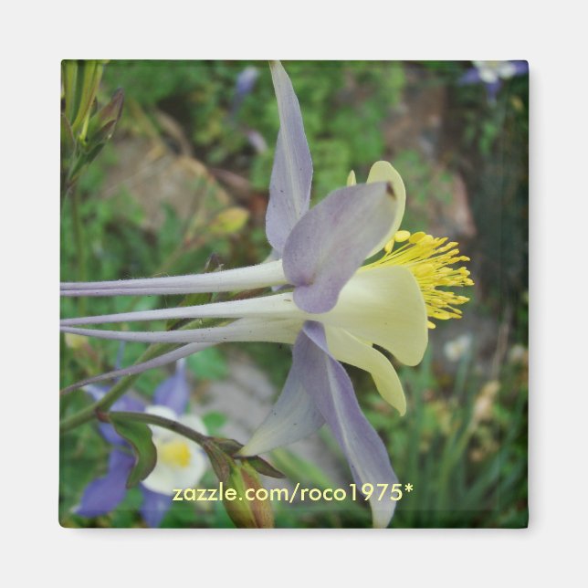 stanza di vedere magnet (Framsidan)