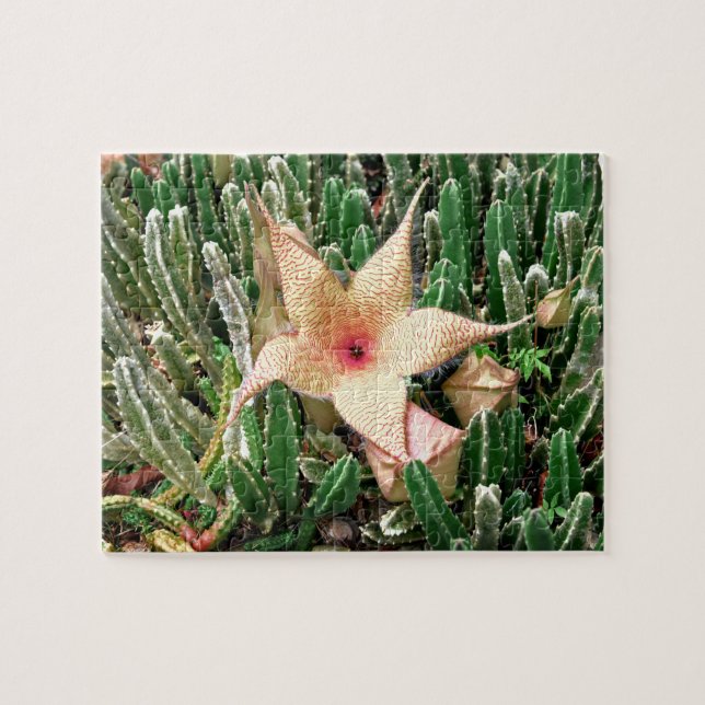 Stapelia Starfish Cactus Flower Photo Pussel (Horisontell)