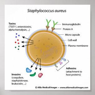 Staphylococcus aureus bakterie märkt diagram. poster