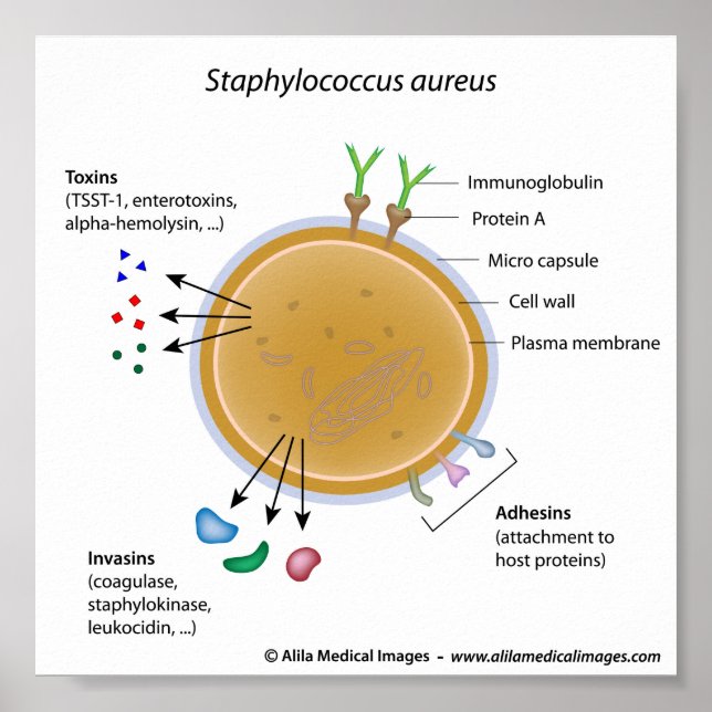 Staphylococcus aureus bakterie märkt diagram. poster (Framsidan)
