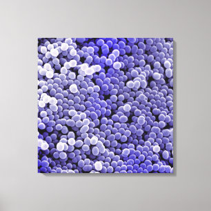 Staphylococcus Canvastryck