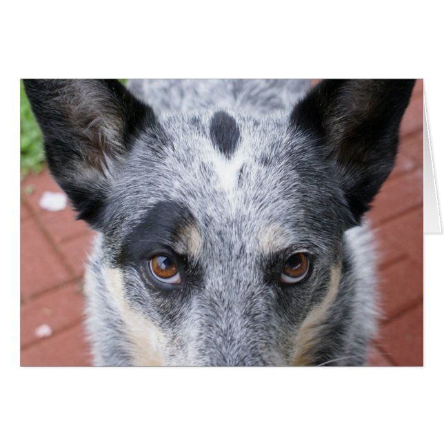 Stapla nedåt OBS kort (Framsidan Horizontal)