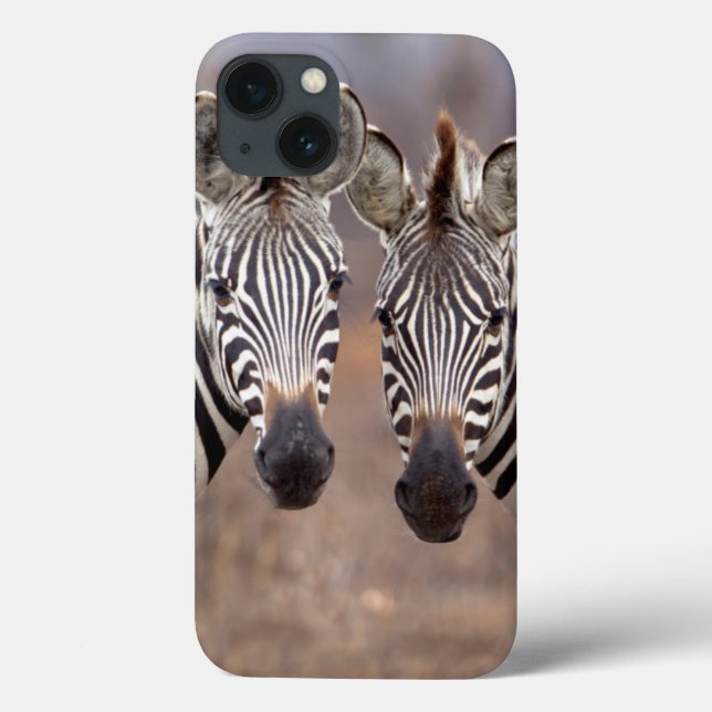 Stäppzebror, Kruger nationalpark (Baksida)