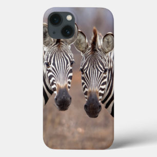 Stäppzebror, Kruger nationalpark