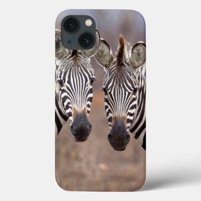 Stäppzebror, Kruger nationalpark (Baksida)