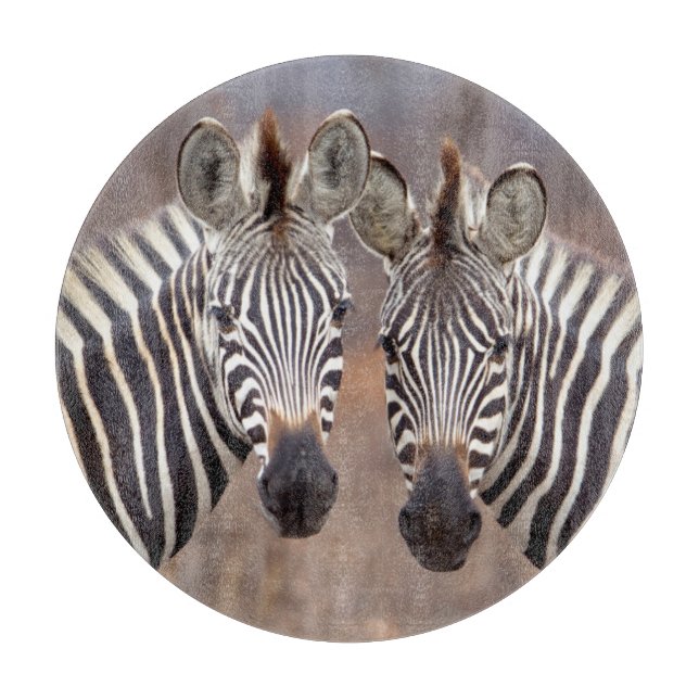 Stäppzebror, Kruger nationalpark (Framsidan)