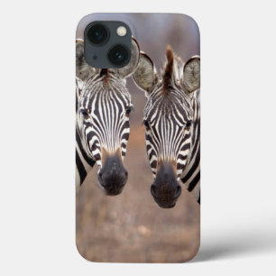 Stäppzebror, Kruger nationalpark