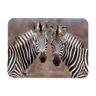 Stäppzebror, Kruger nationalpark Magnet