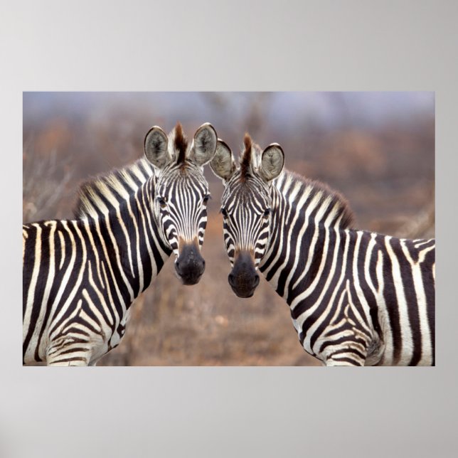 Stäppzebror, Kruger nationalpark Poster (Framsidan)