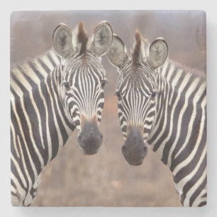 Stäppzebror, Kruger nationalpark Stenunderlägg