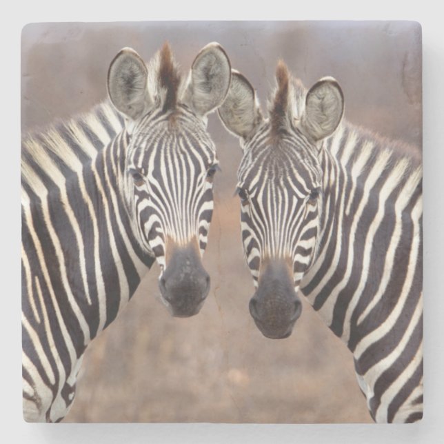 Stäppzebror, Kruger nationalpark Stenunderlägg (Framsidan)