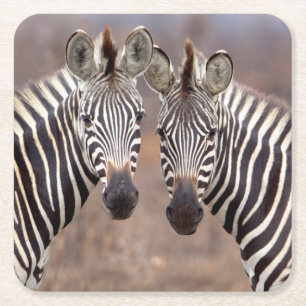 Stäppzebror, Kruger nationalpark Underlägg Papper Kvadrat