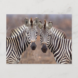 Stäppzebror, Kruger nationalpark Vykort