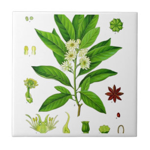 Star Anise Kakelplatta