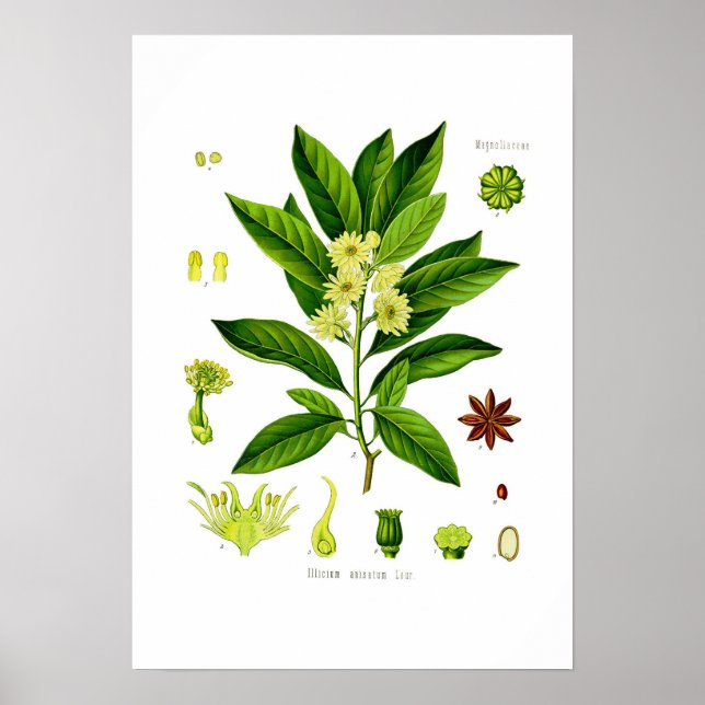 Star anise poster (Framsidan)