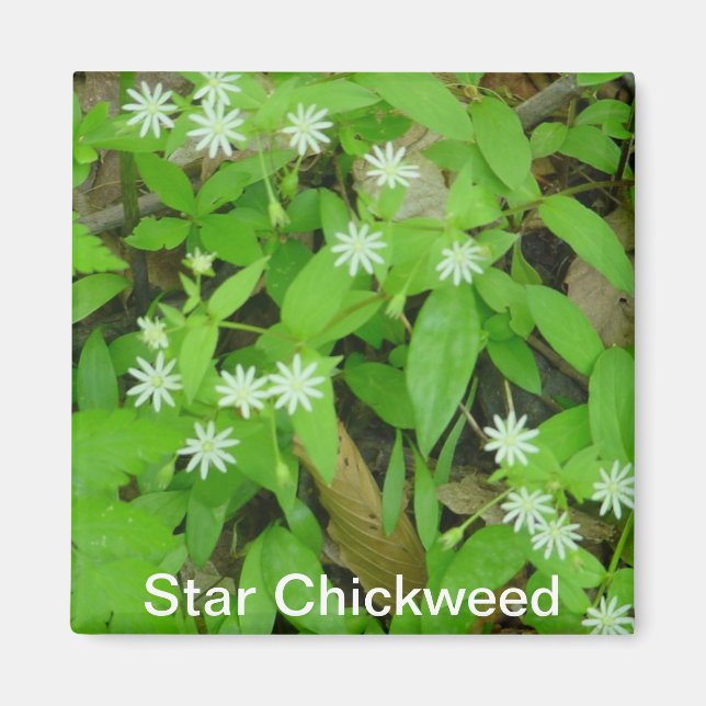 Star Chickweed Magnet (Framsidan)
