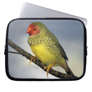 Star Finch-datorfodral Laptop Sleeve