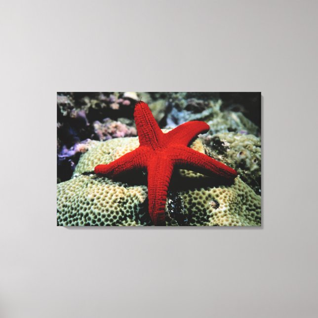 Star Fish | Röda havet Canvastryck (Framsida)