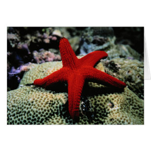 Star Fish Röda havet Hälsningskort