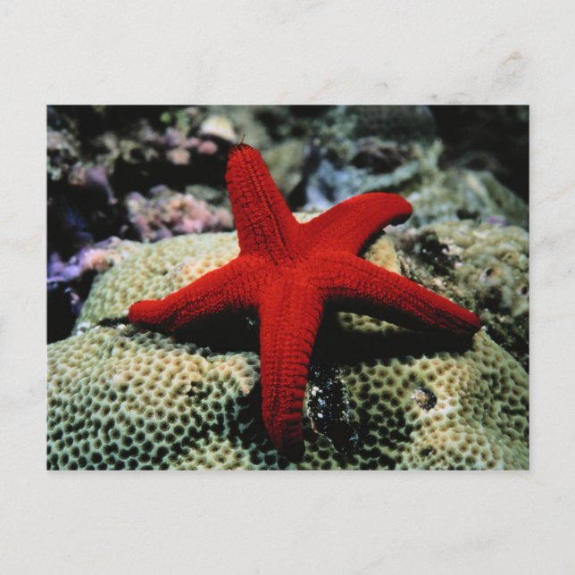 Star Fish | Röda havet Vykort (Framsida)