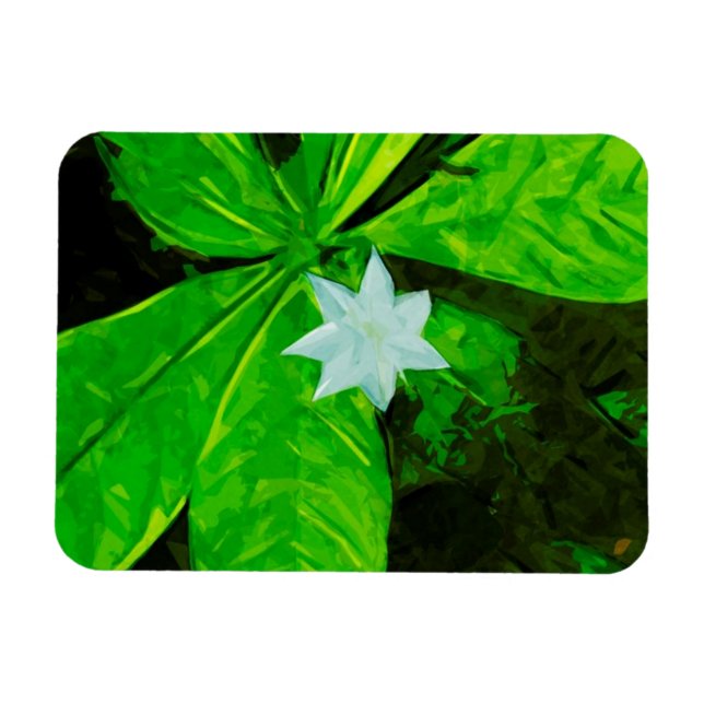 Star Flower a White Wildblomma Abstrakt Magnet (Horisontell)