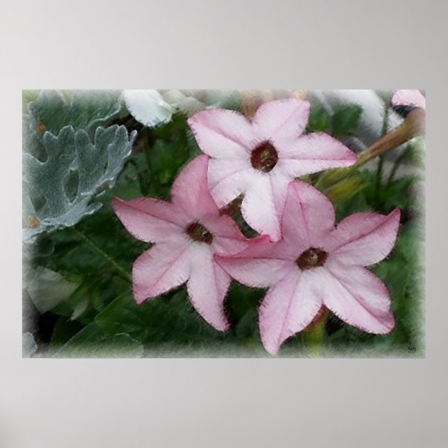 Star Flowers Nicotania Poster (Framsidan)