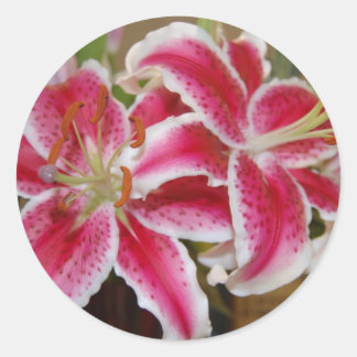 Star Gazer Lily Sticker Runt Klistermärke
