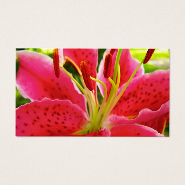Star Gazer Lily Visitkort (Framsidan)