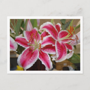 Star Gazer Lily vycard Vykort
