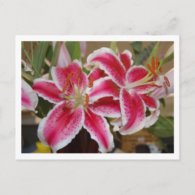 Star Gazer Lily vycard Vykort (Framsida)