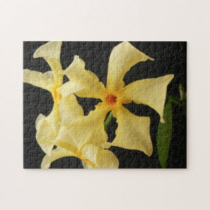 Star Jasmine Flower 11x14 252pc jpcna Pussel